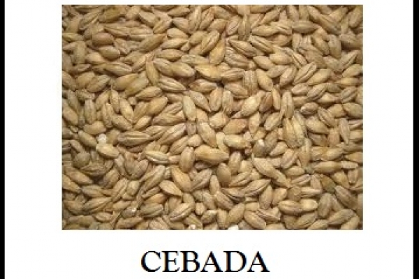 cebada7F1B6FC1-7711-2DB6-9BF7-5671281442CE.jpg